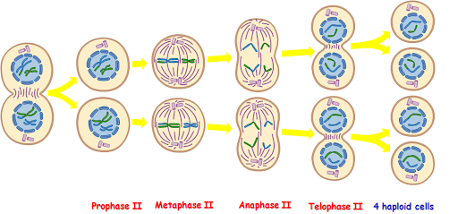 what is meiosis? stages of meiosis i and ii ~ biology exams 4 u Diagram of Prophase Metaphase Anaphase Telophase Cytokenisis